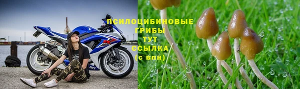 прущие грибы Няндома